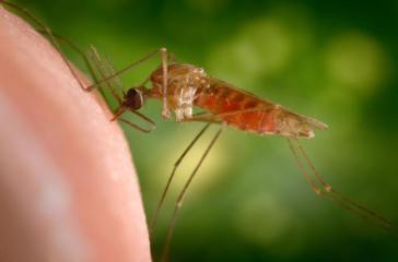 anopheles-gambiae-mosquito-james-gathany-cdc